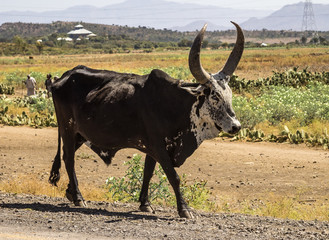 Brahman or Zebu bulls on the road to Gheralta in Tigray, Ethiopia