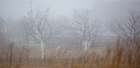 Obraz na płótnie Canvas Trees in the fog in spring