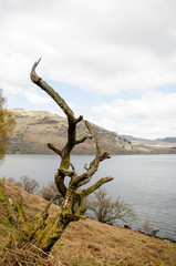 Dead Tree with Lake in Background
