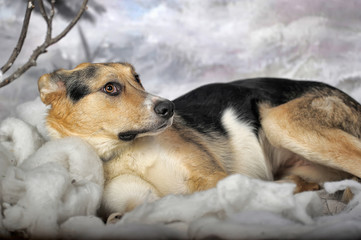 Dog on the winter background. Fauna, canine.