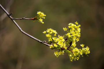 Young buds of the maple bloom in the spring.