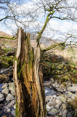 Old Tree Stump in Countryside