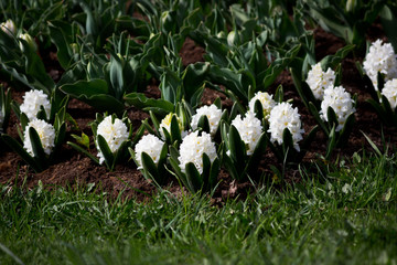 Group of white hyacinths of Hyacinthus flowers grows on flower bed in Gatchina park