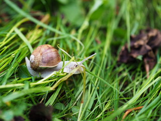 Schnecke kriechend auf gr&uuml;nem Gras. Weinbergschnecke im Garten.