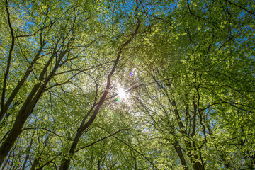 view into a green forest