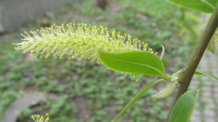  the flowers and leaves of the tree in the spring  