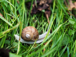Schnecke kriechend auf gr&uuml;nem Gras. Weinbergschnecke im Garten.