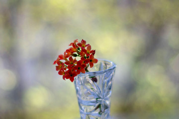 Fototapeta na wymiar Red flowers in a vase on bokeh background with sunlight pattern. Postcard concept