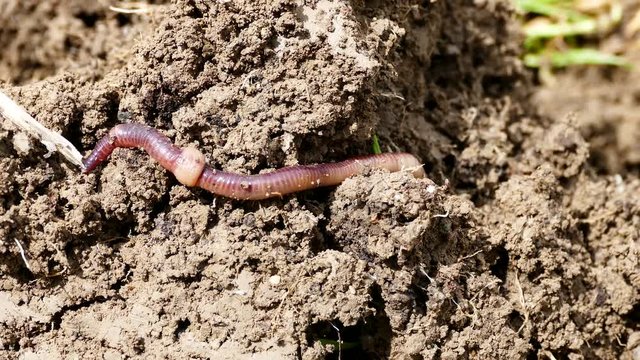 natural earth and worm, earth and worm, natural hefty worm, worm and worm manure, It is important for earth worms,