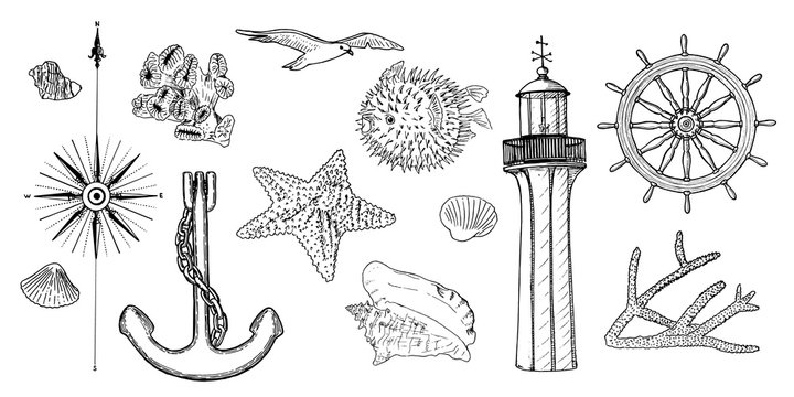 Naval set nautical symbols. Gulls, helm, steering wheel, anchor, light house, coral, shell, wind rose, swellfish, sea star, starfish,
