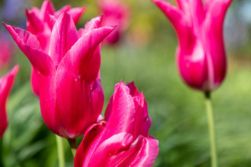 Tulpe im Schulgarten