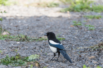 Bird Magpie Green Grass.Crow on the grass