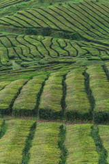 Tea plantations, unique in Europe, Portugal, Sao Miguel island, Portugl