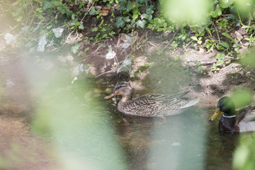Close View Duckling Swimming Pond.Duck in the pond