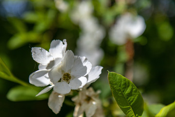 Philadelphus coronarius