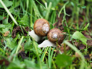 Schneckenpärchen. Ein Paar Schnecken auf Gras kriechend. Weinbergschnecken im Garten.