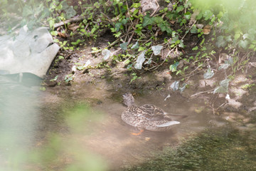 Close View Duckling Swimming Pond.Duck in the pond