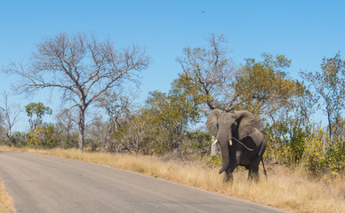 Kruger National Park