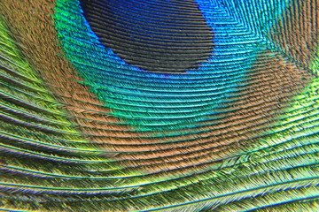 A peacock feather background