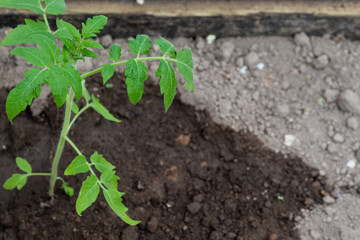 Small tomato seedling in the ground. Space to the right for lettering or design. Close up. Selective focus.