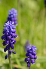 blooming mouse hyacinth