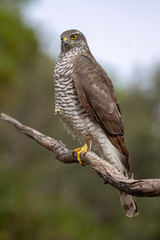 The Eurasian Sparrowhawk, in the beautiful colorful autumn environment.
