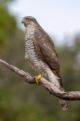 The Eurasian Sparrowhawk, in the beautiful colorful autumn environment.