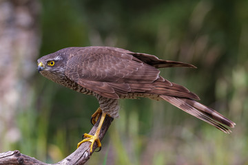 The Eurasian Sparrowhawk, in the beautiful colorful autumn environment.