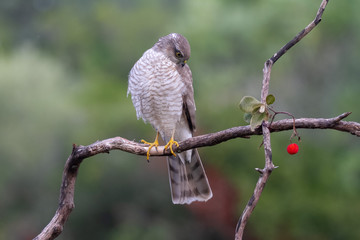 The Eurasian Sparrowhawk, in the beautiful colorful autumn environment.