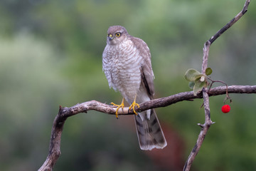 Obraz premium The Eurasian Sparrowhawk, in the beautiful colorful autumn environment.