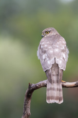 The Eurasian Sparrowhawk, in the beautiful colorful autumn environment.