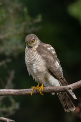 The Eurasian Sparrowhawk, in the beautiful colorful autumn environment.