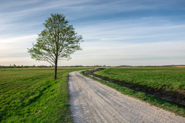 Fototapeta na wymiar Rural road through green meadows and lonely tree
