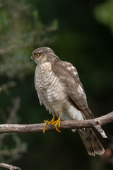 The Eurasian Sparrowhawk, in the beautiful colorful autumn environment.