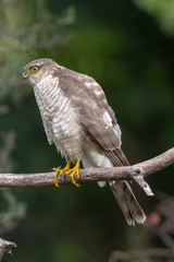 The Eurasian Sparrowhawk, in the beautiful colorful autumn environment.