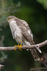 The Eurasian Sparrowhawk, in the beautiful colorful autumn environment.