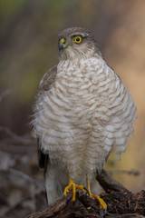 The Eurasian Sparrowhawk, in the beautiful colorful autumn environment.