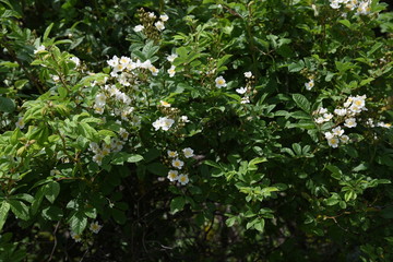 Multiflora rose (Rosa multiflora)