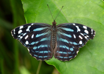 Mexican Blue Wave Butterfly