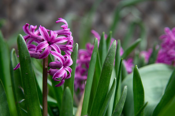 Naklejka premium purple flowers in the garden