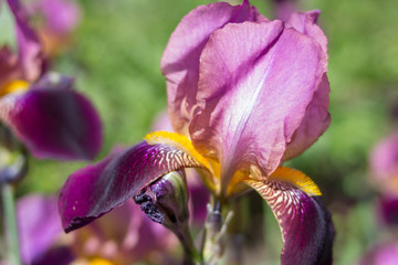purple irises,blooms irises in the garden in the morning in the sun