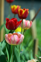 Fresh tulip in garden.Spring blurred background