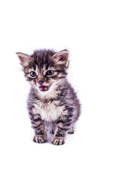 Gray striped kitten with blue eyes. Isolated white