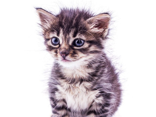 Gray striped kitten with blue eyes. Isolated white