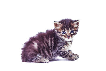 Gray striped kitten with blue eyes. Isolated white