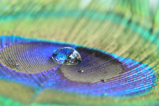 Water drop on a peacock feather
