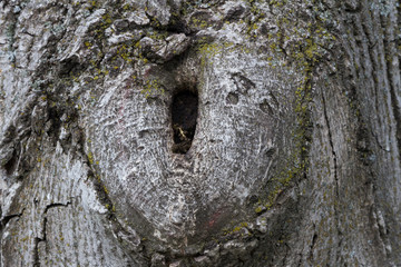 walnut bitch on the trunk