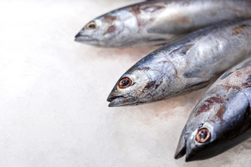 Big fresh whole raw tuna fish on the ice. Traditional premium seafood.