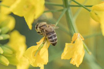 Rape flower and bee.Honey Bee collecting pollen