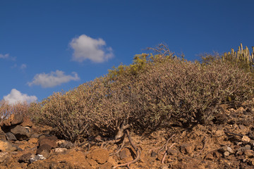 Generic vegetation at Tenerife, Spain
